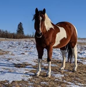 Meet your Posher, Dylan